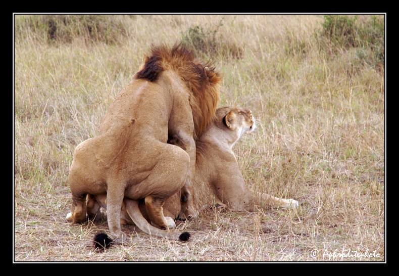 31 Safari Kenya